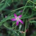 Dianthus lusitanus Flower