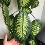 Dieffenbachia seguineFolha