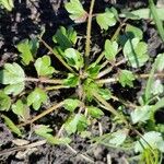 Ranunculus sardous Leaf