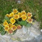 Geum reptans Other