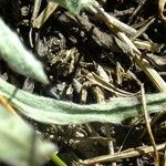 Antennaria carpatica Other