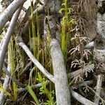 Actinostachys pennula Habitus