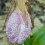 Cypripedium acaule Λουλούδι