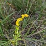 Solidago fistulosa Кветка