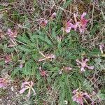 Astragalus monspessulanus Habit