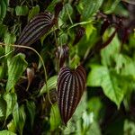 Dioscorea bulbifera Лист