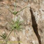 Eryngium tricuspidatum Arall