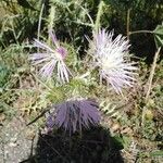 Cirsium vulgareКветка