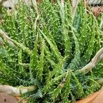 Aloe humilis Hoja