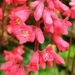 Heuchera sanguinea Virág