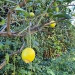 Citrus × aurantiifolia Fruit