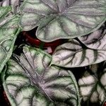 Alocasia baginda Хабит