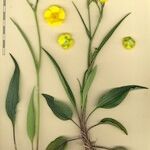 Ranunculus abnormis Drugo
