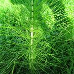 Equisetum telmateia Hoja