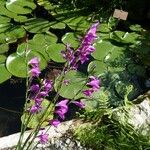 Gladiolus palustris Flor