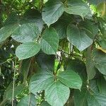 Mucuna holtonii Іншае