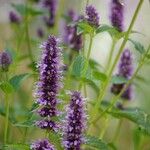 Agastache foeniculum 花