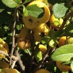 Chaenomeles japonica Yeri