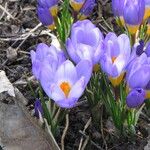 Crocus sieberi Habitus