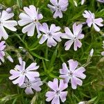 Phlox subulata Blomma