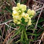 Linaria vulgarisFlor