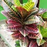 Codiaeum variegatum Blatt