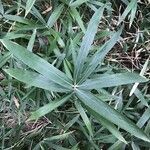 Arundinaria argenteostriata Leaf