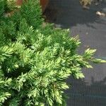 Juniperus procumbens Feuille