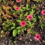 Potentilla nepalensis Flor