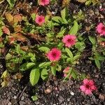 Potentilla nepalensis Flower