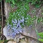 Campanula cochleariifolia Flower