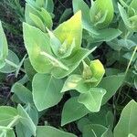 Helianthus mollis Blad