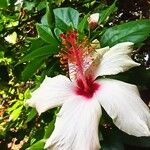Hibiscus genevii Flower