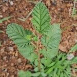 Waltheria indicaLeaf