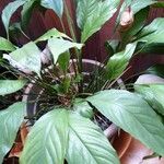 Spathiphyllum wallisii Leaf