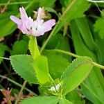 Trifolium resupinatum Квітка