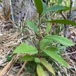 Ardisia elliptica Blatt