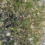Trixis californica Hoja
