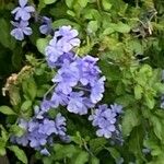 Plumbago auriculataBlüte