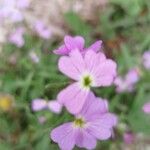 Malcolmia maritima Flower