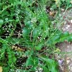 Limonium carolinianum Fleur