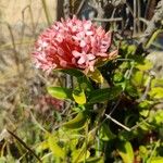 Ixora chinensis Λουλούδι