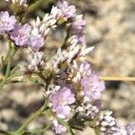 Limonium bellidifolium Blüte