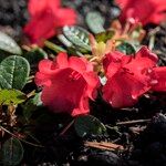 Rhododendron forrestii 花
