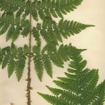 Dryopteris expansa Yaprak