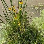 Helenium flexuosum आदत