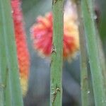 Kniphofia linearifolia Corteza