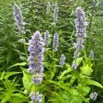 Agastache foeniculum Flower