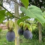 Passiflora ligularis Froito