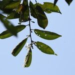 Baphia pubescens Φύλλο